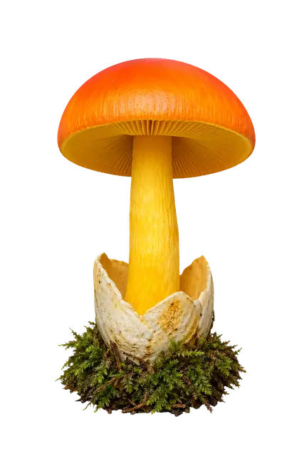 Caesars Mushroom motif