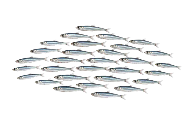 Anchovy motif