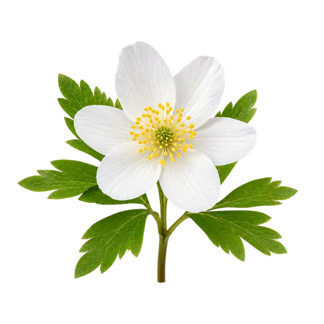 Anemone motif
