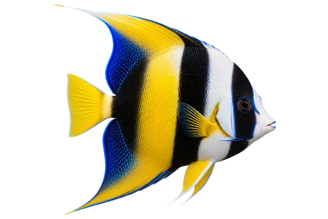 Angelfish motif