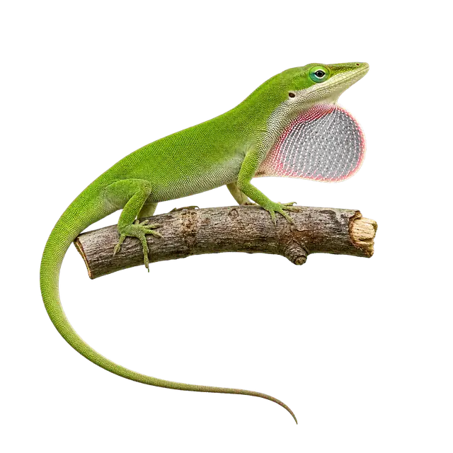 Anole motif
