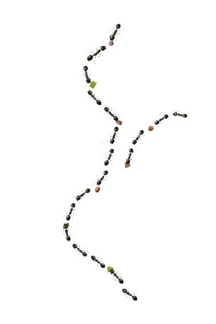 Ant Trail motif