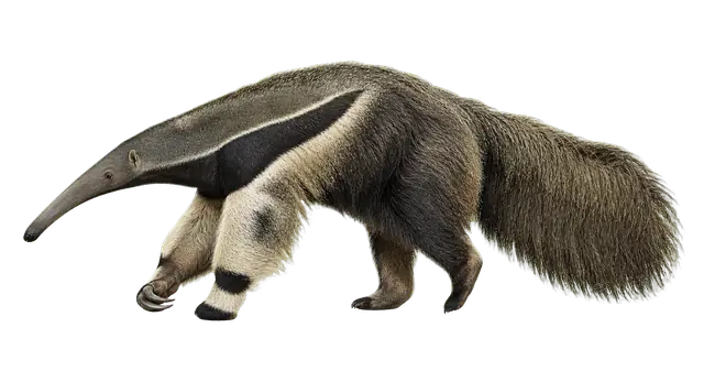 Anteater motif