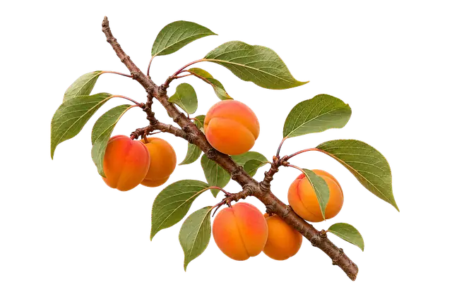 Apricot motif