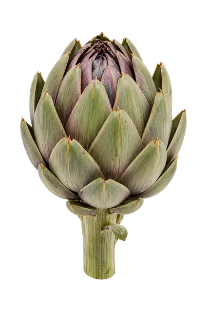 Artichoke Bud motif