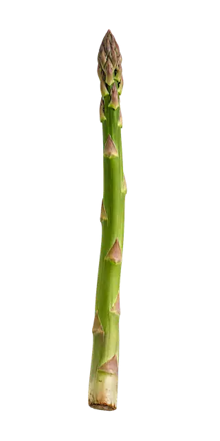 Asparagus motif