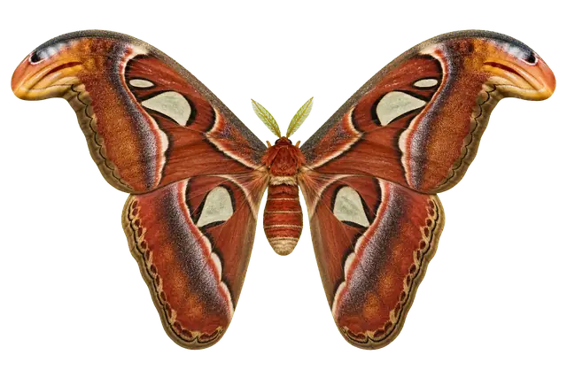 Atlas Moth Wing motif