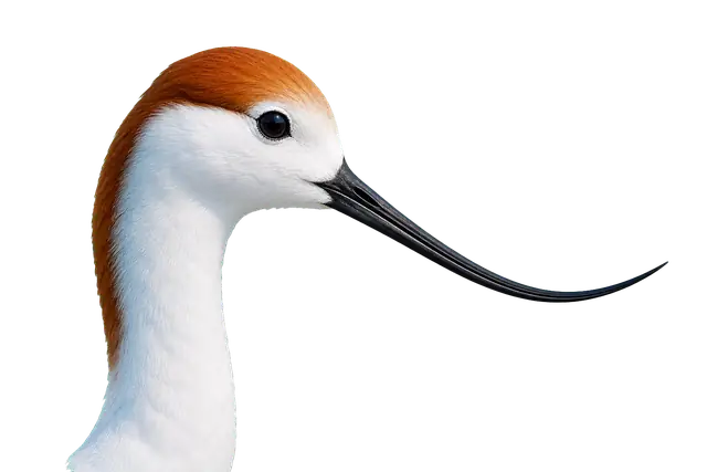 Avocet Bill motif
