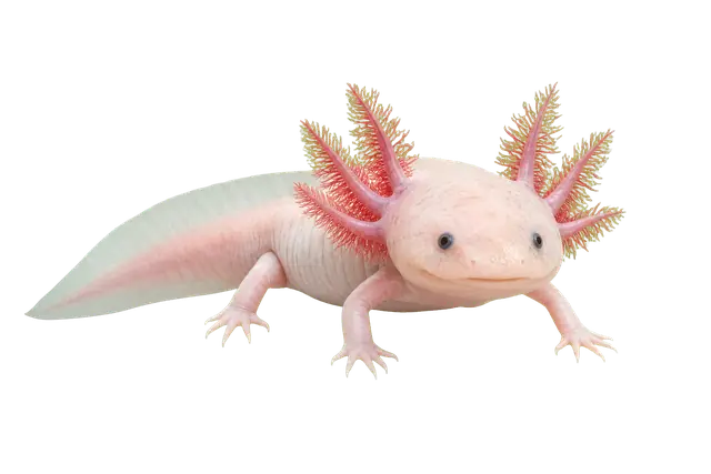 Axolotl motif