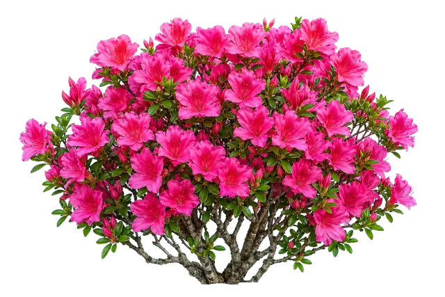Azalea motif