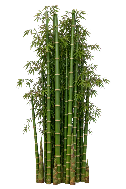 Bamboo Forest motif