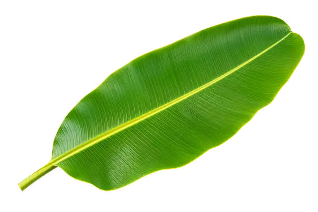 Banana Leaf motif