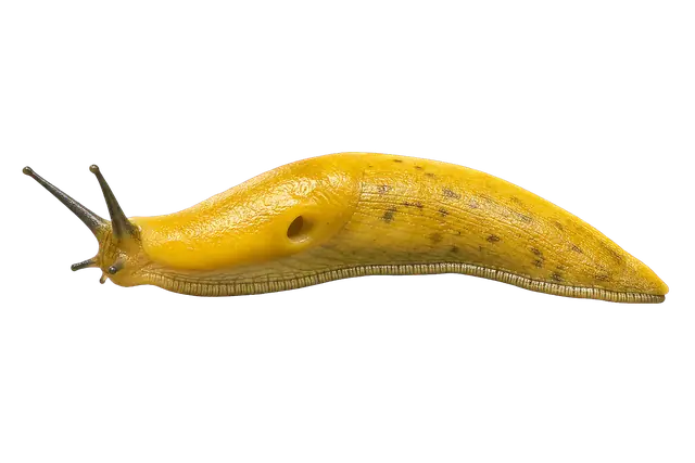 Banana Slug motif