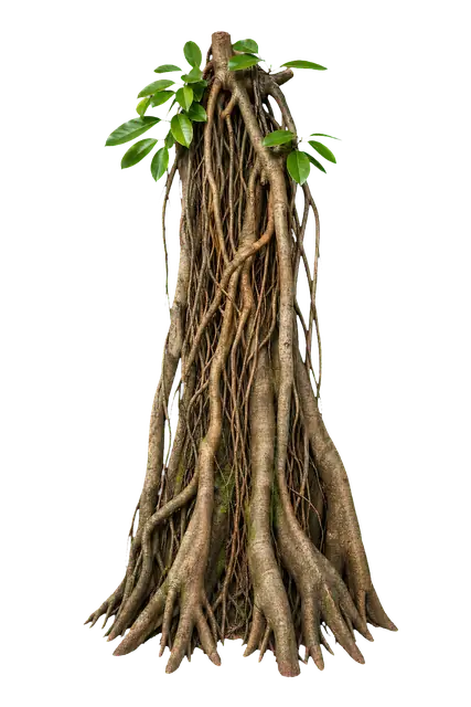Banyan Root motif