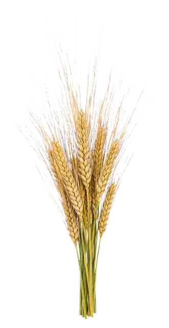 Barley Awn motif
