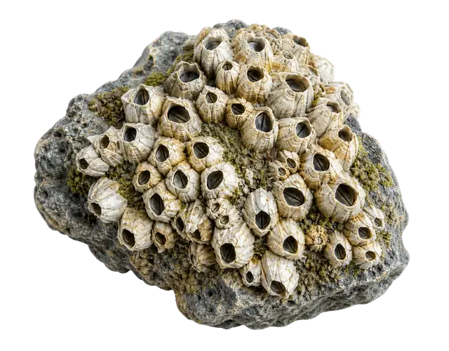Barnacle motif