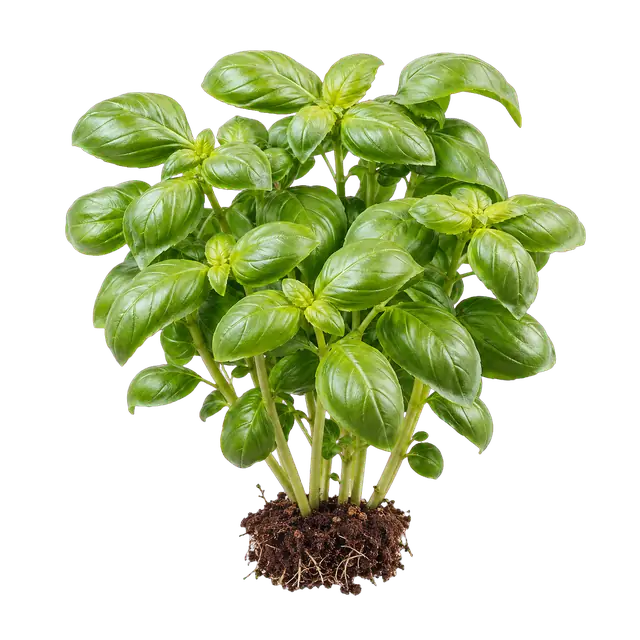 Basil motif