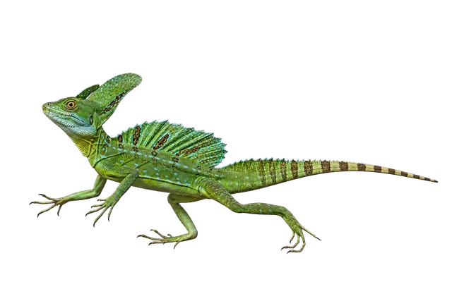 Basilisk Lizard motif