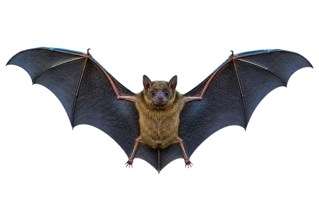 Bat Wing motif