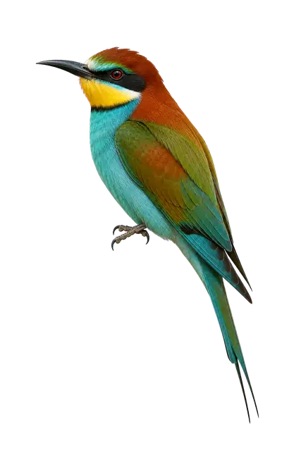 Bee Eater motif