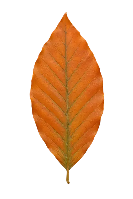 Beech Leaf motif