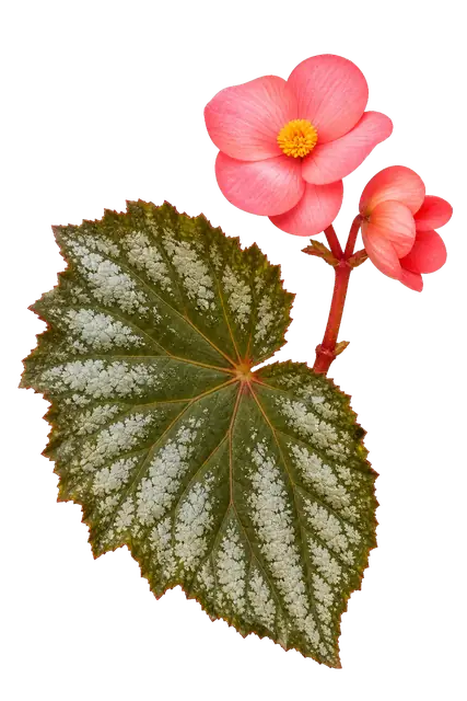 Begonia motif