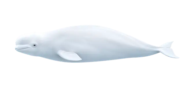 Beluga Whale motif