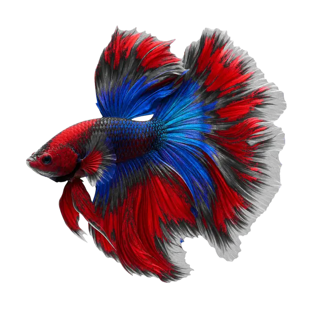 Betta Fins motif