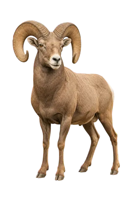 Bighorn Sheep motif
