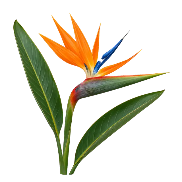 Bird of Paradise motif
