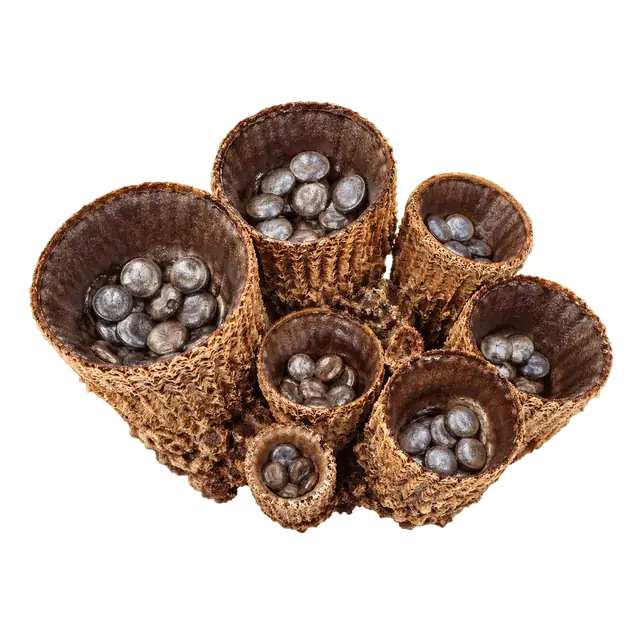 Birds Nest Fungus motif