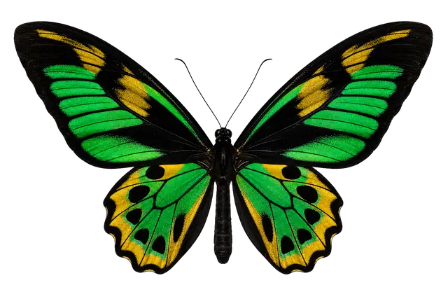 Birdwing Butterfly motif