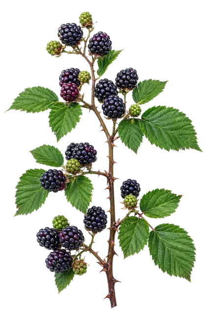 Blackberry motif