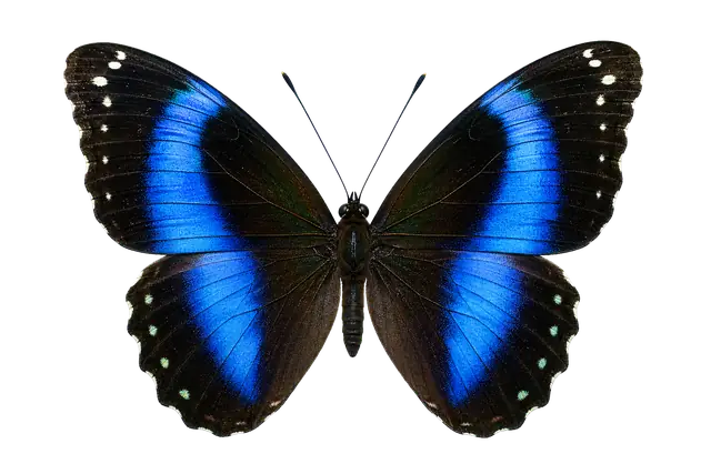 Blue Admiral Butterfly motif