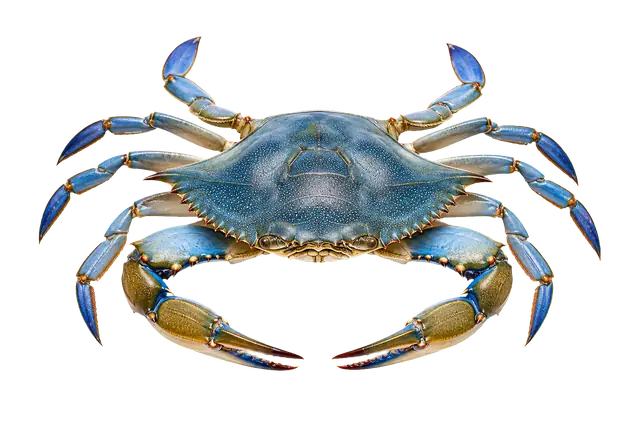 Blue Crab motif