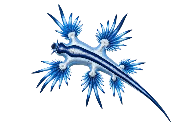 Blue Dragon Sea Slug motif