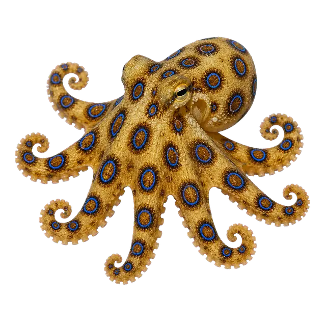 Blue Ring Octopus motif