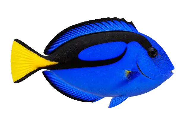 Blue Tang motif