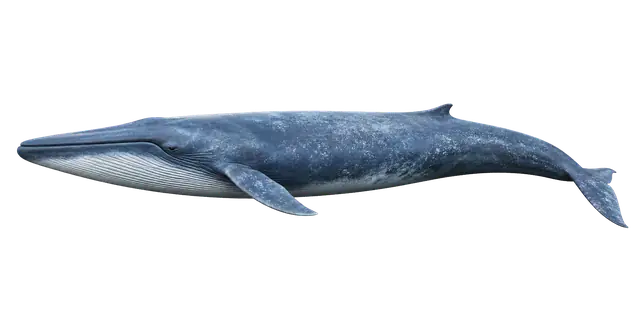 Blue Whale motif