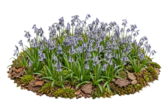 Bluebell Carpet motif