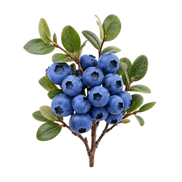 Blueberry Cluster motif