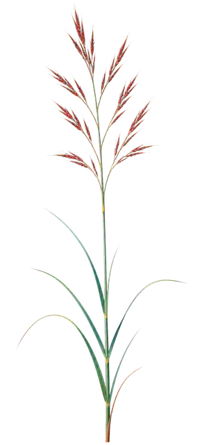 Bluestem Grass motif