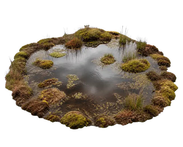 Bog motif