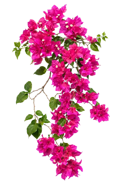 Bougainvillea motif