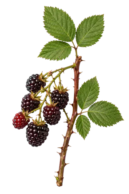 Boysenberry Cane motif