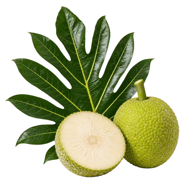 Breadfruit Leaf and Fruit motif