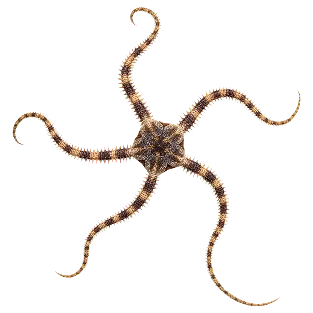 Brittle Star motif