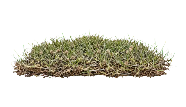 Buffalo Grass motif