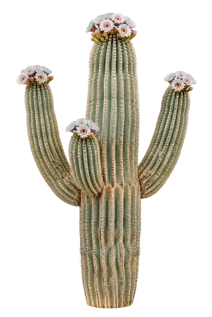 Flowering Cactus motif
