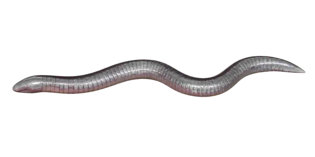 Caecilian motif
